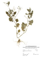 藏品(茯苓菜)的圖片